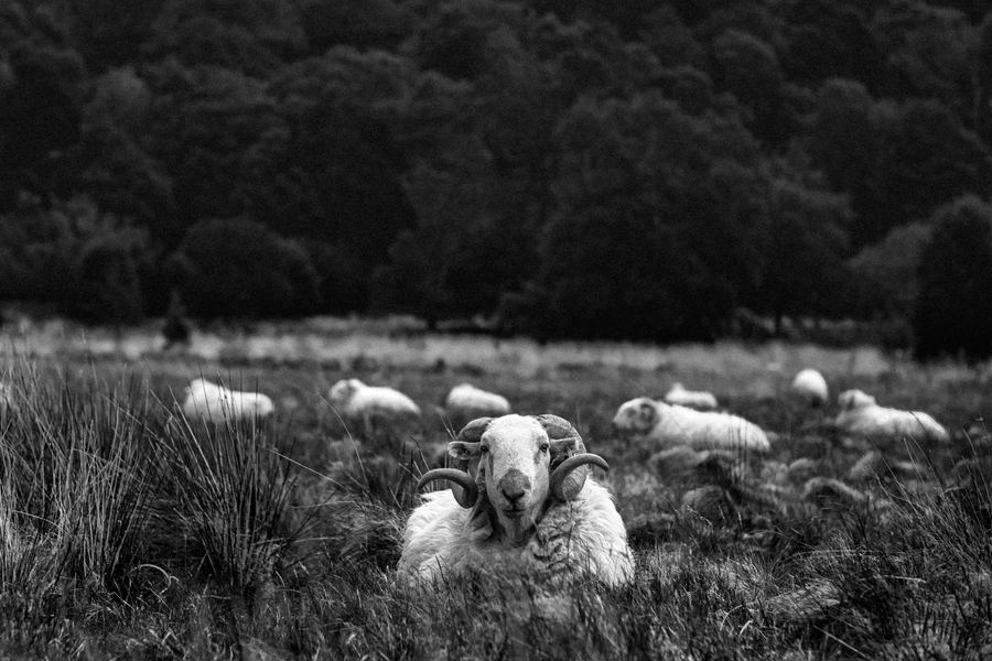 Monochrome — 15