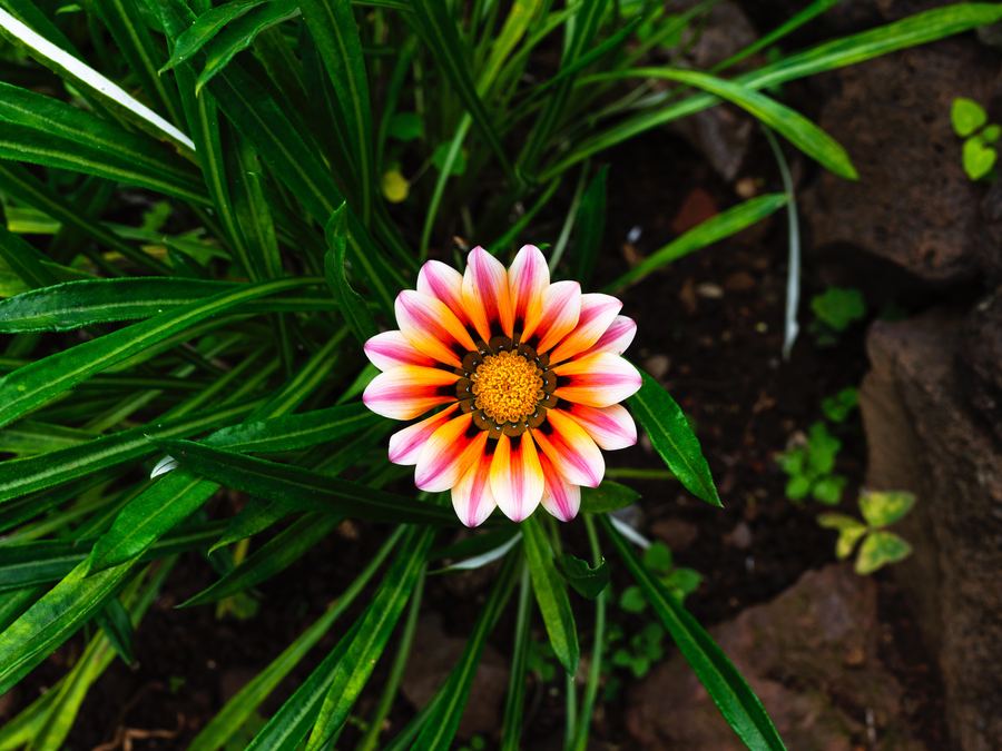 Wild — 14